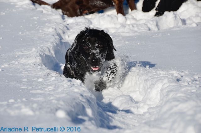Jessie, our puppy, discovering the joy of snow!