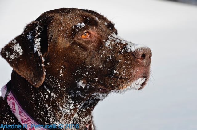 Our seasoned snow expert, Maya, taking it all in!